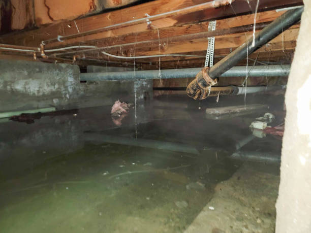 Best Water damage restoration near me  in Brighton, CO